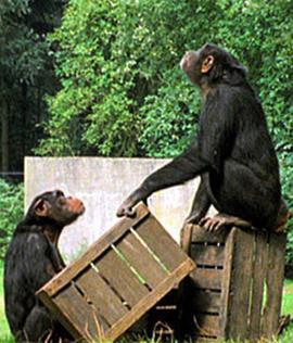 BBC自然世界猩猩摄影计划