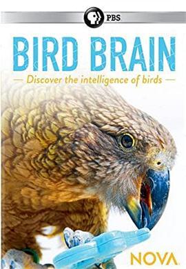 揭秘鸟类大脑